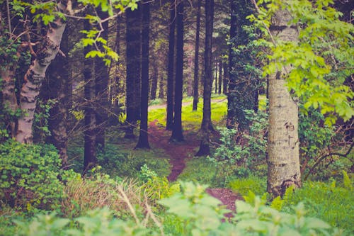 Foto stok gratis alam, hijau, hutan