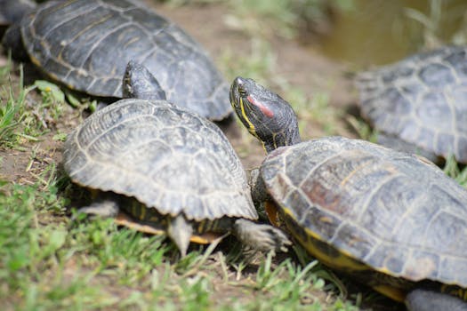 A group of red-eared slider turtles basking on grass with shells visible, enjoying daylight.
