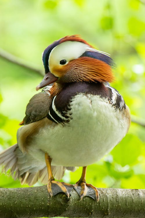 Free Photo of Mandarin Duck Perched on Tree Branch Stock Photo