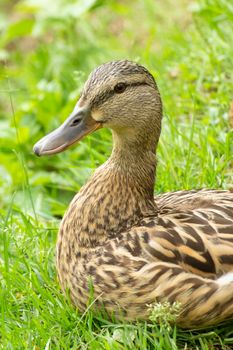 Crumps Naturals Mini Trainers Duck (semi-Moist) 4.7oz