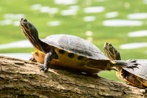 Free Black and Yellow Turtle on Brown Wood Log Stock Photo