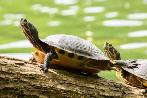 Free Two turtles sunbathing on a log beside a tranquil pond, showcasing their shells. Stock Photo