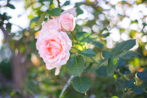 無料 セレクティブフォーカス, ピンク, ピンクのバラの無料の写真素材 写真素材