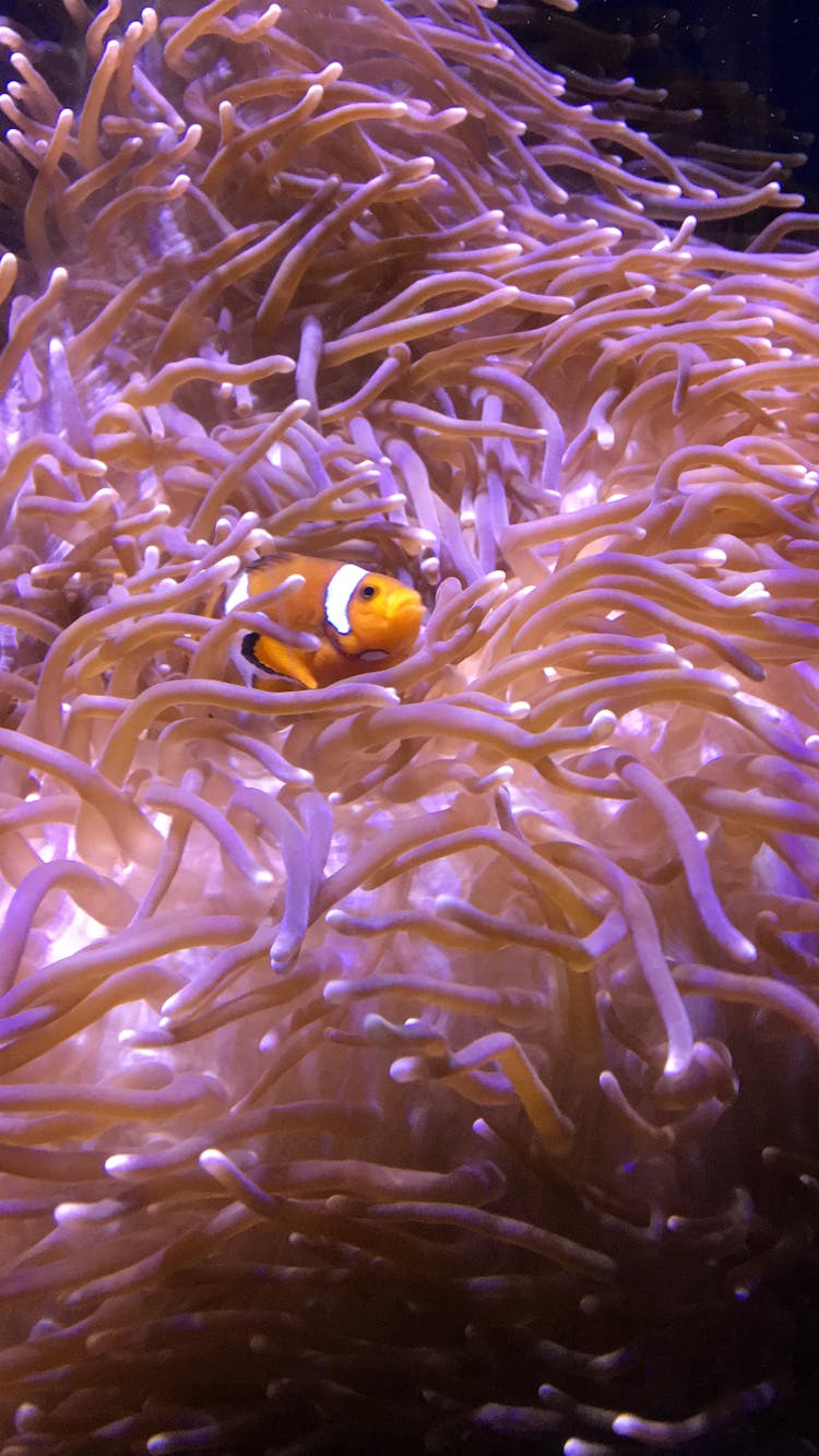 A Clownfish On Sea Anemone