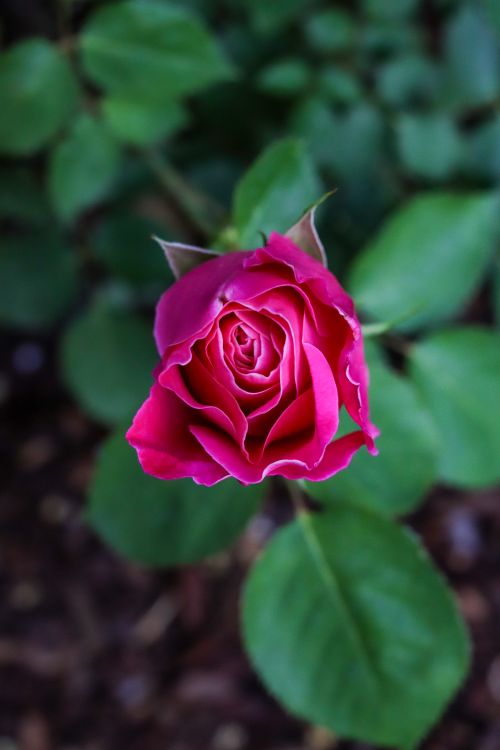 Free A vibrant pink rose bloom surrounded by green leaves, captured in natural lighting with shallow focus. Stock Photo
