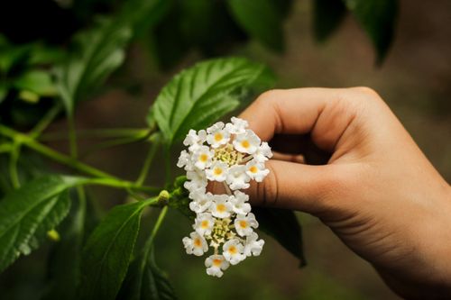 Free A person's hand gently holding delicate white flowers in focus, surrounded by lush green leaves. Stock Photo