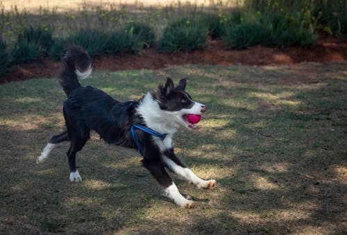 Foto stok gratis anjing, berlari, bermain