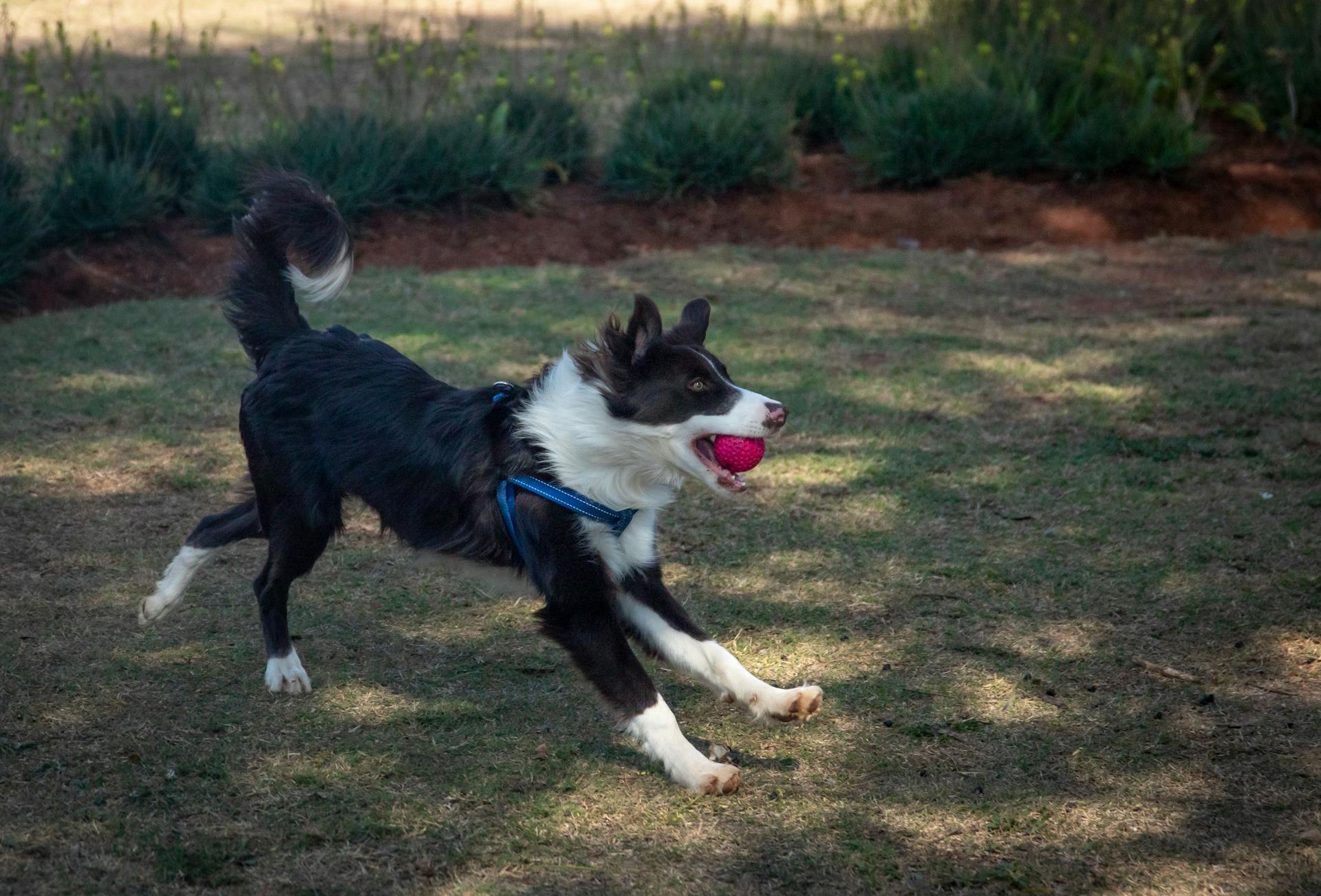 A Cute and Clever Border Collie Running on Green Grass