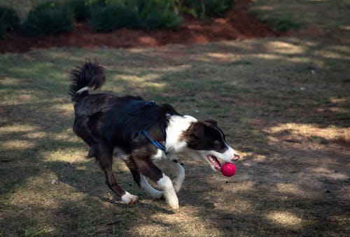 Free A Cute and Clever Border Collie Running on Green Grass Stock Photo