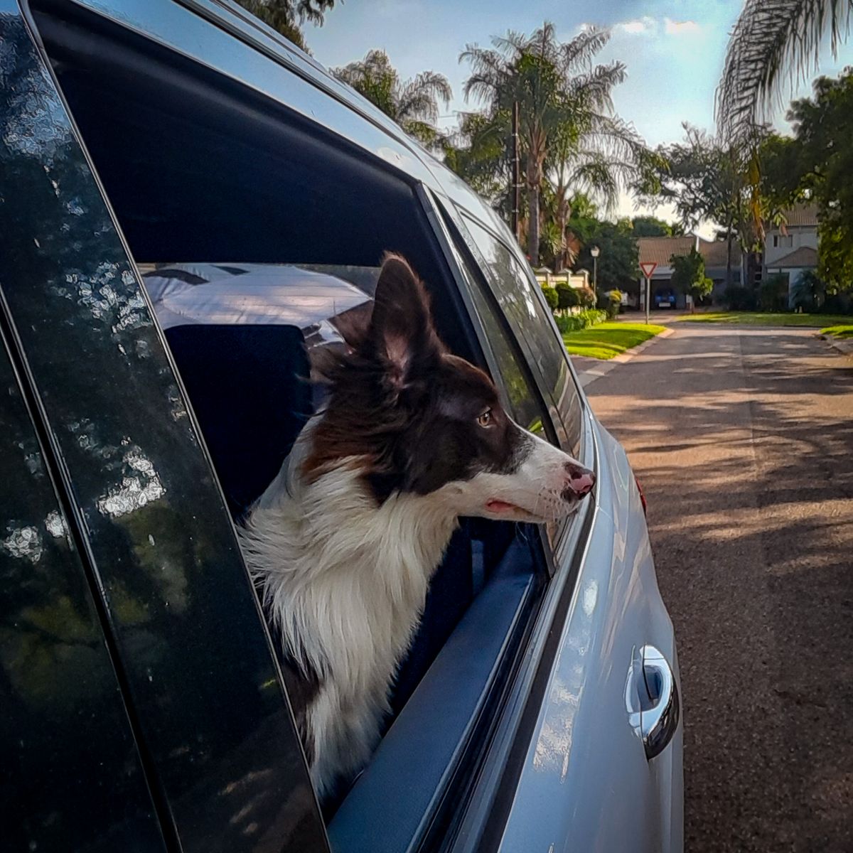 Border collie looking out of a car window on a sunny day