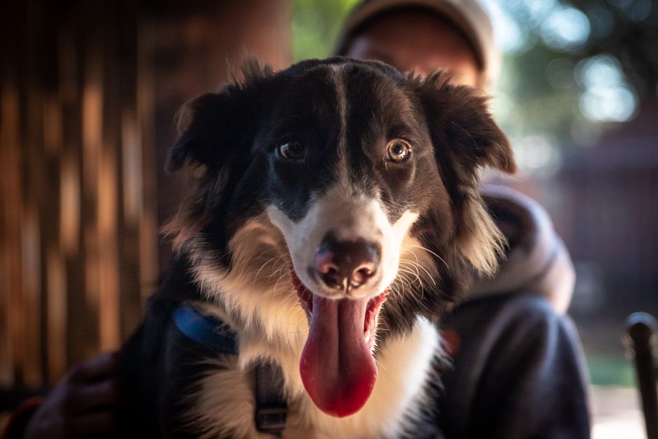 Flying Your Pet to the U.S. From a Rabies-Endemic Country: What Actually Happens at the Border
