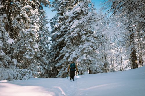 Free Explorer hiking through a snow-covered forest in Romania during winter. Stock Photo