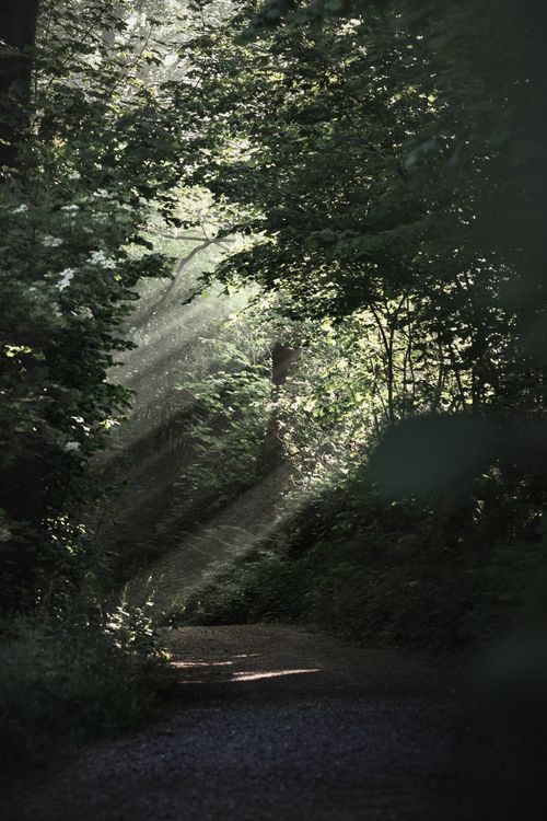 Free A serene forest trail in Cadier en Keer with sunbeams streaming through the trees. Stock Photo