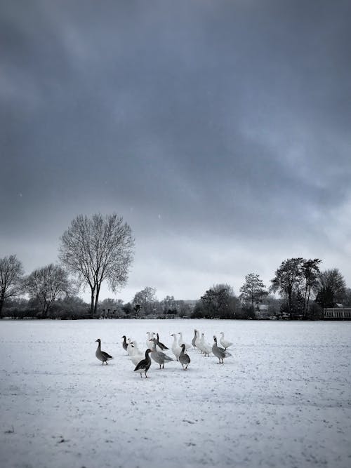 A Gaggle of Geese on Snow Covered Ground