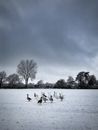 A Gaggle of Geese on Snow Covered Ground