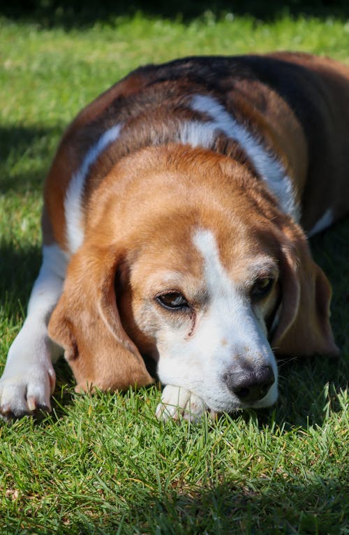 Free Brown and White Beagle Lying on Green Grass Stock Photo