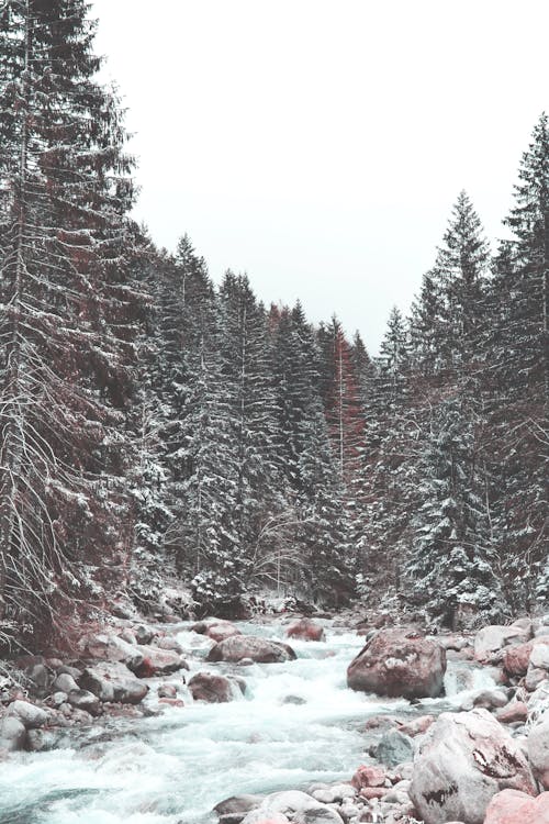 A Flowing River in a Snow Covered Forest