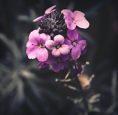 Free Shallow Focus Photo of a Blooming Pink Flowers Stock Photo