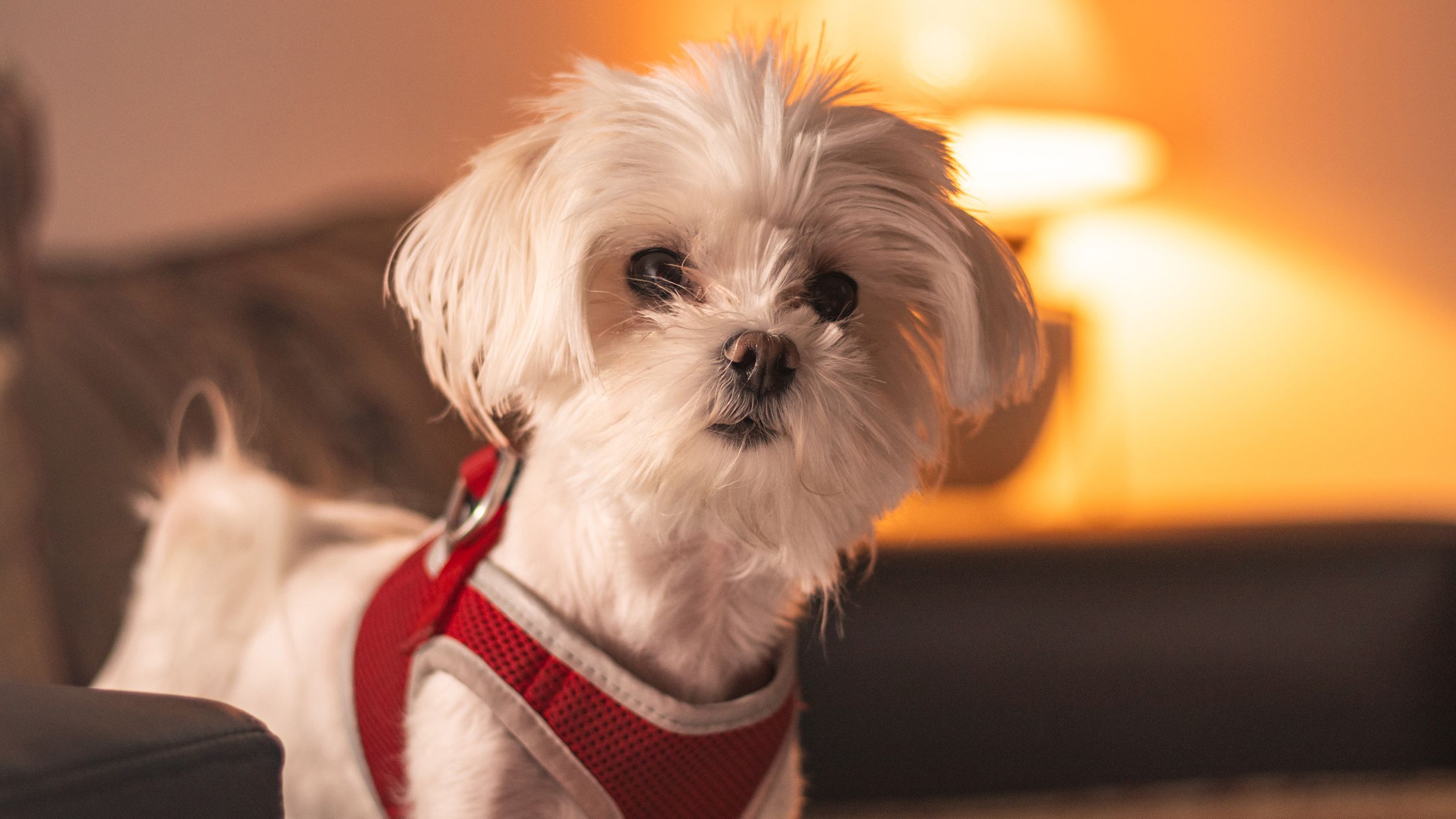 Charming Maltese dog wearing a red harness, captured indoors with warm lighting.