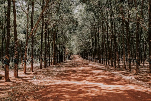 Alley with green trees in park