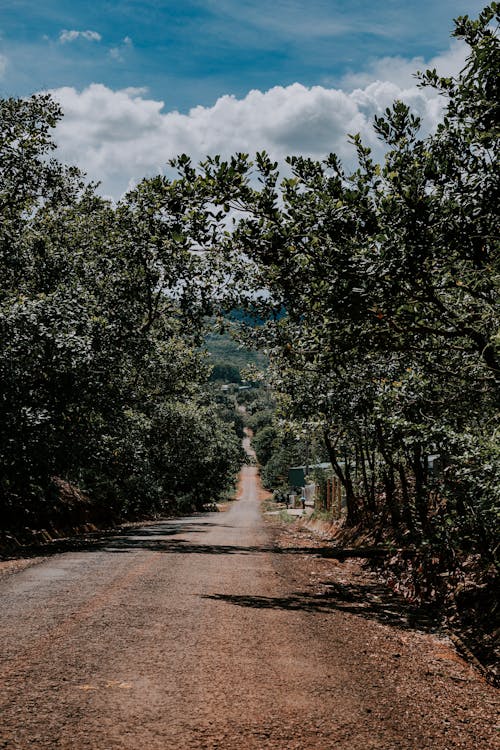 Photo of Road Between Trees