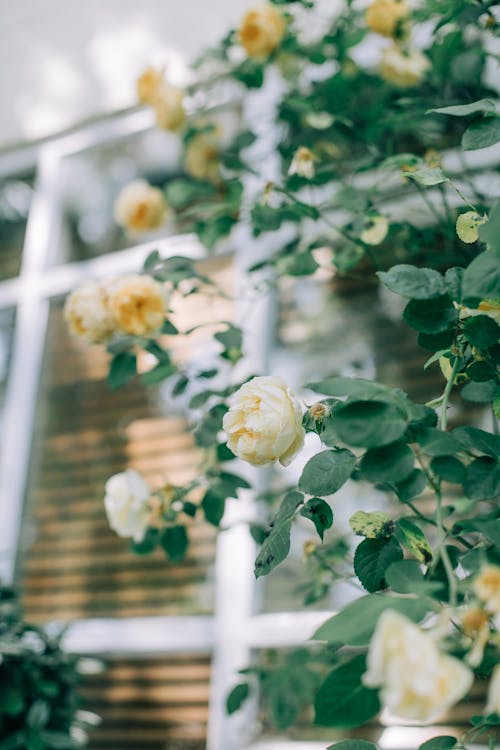 Yellow Roses in Tilt Shift Lens