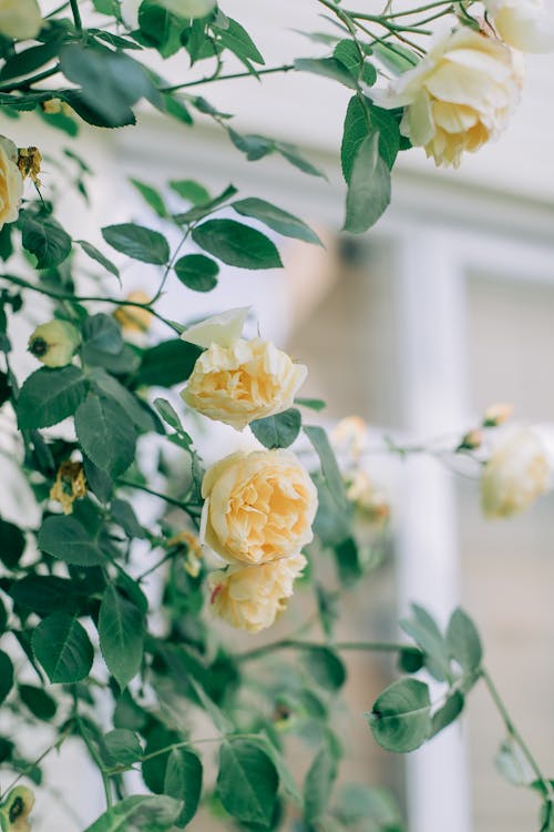 Yellow Flower With Green Leaves