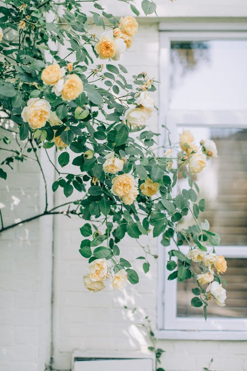 Free Yellow Roses and Green Leaves Stock Photo