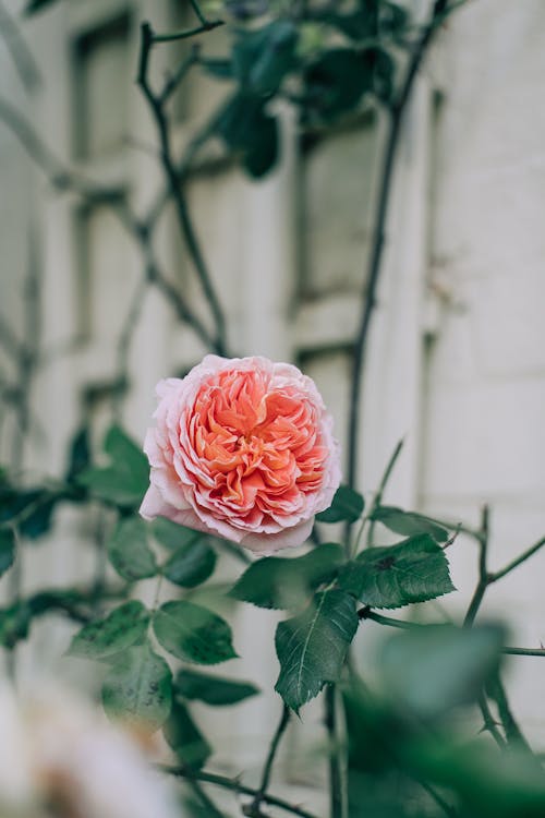 Pink Rose in Bloom