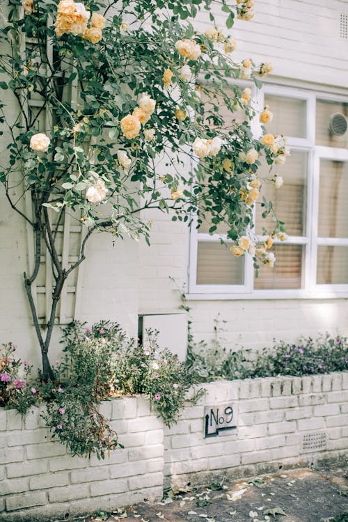 8 Amazing Balcony Plants to Turn Your Space Into a Paradise 7 White and Yellow Flowers balcony plants ideas