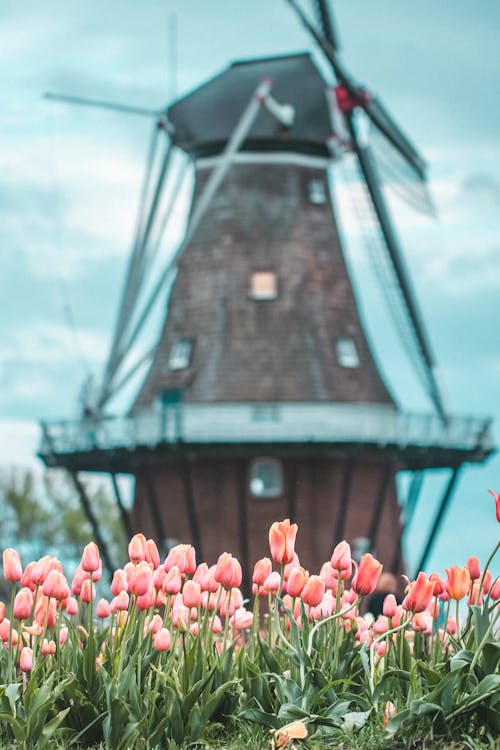 Free stock photo of cloudy, floral, flowers