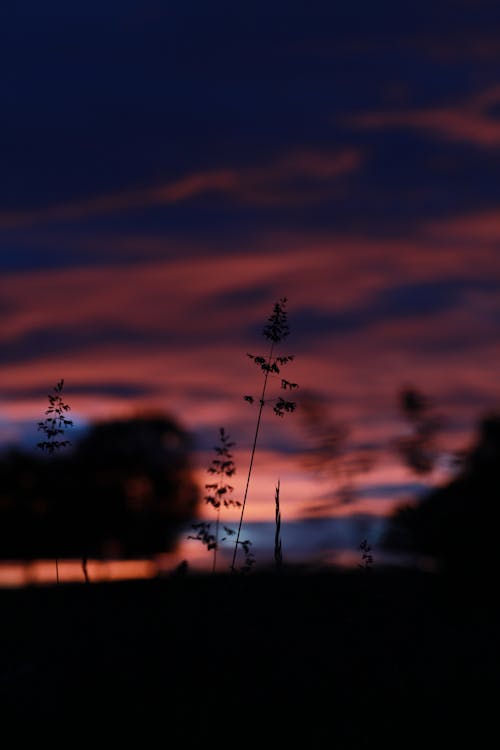 Rustic field with grass under cloudy pink and red sky in twilight of sundown