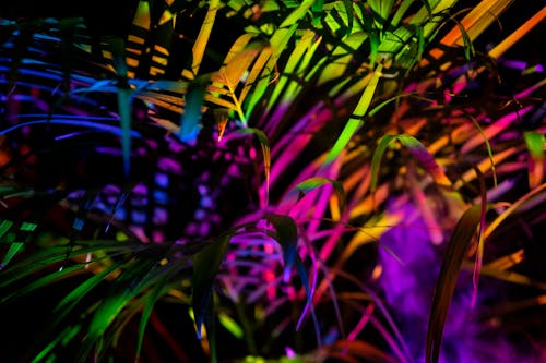 Green plant in colorful neon lights