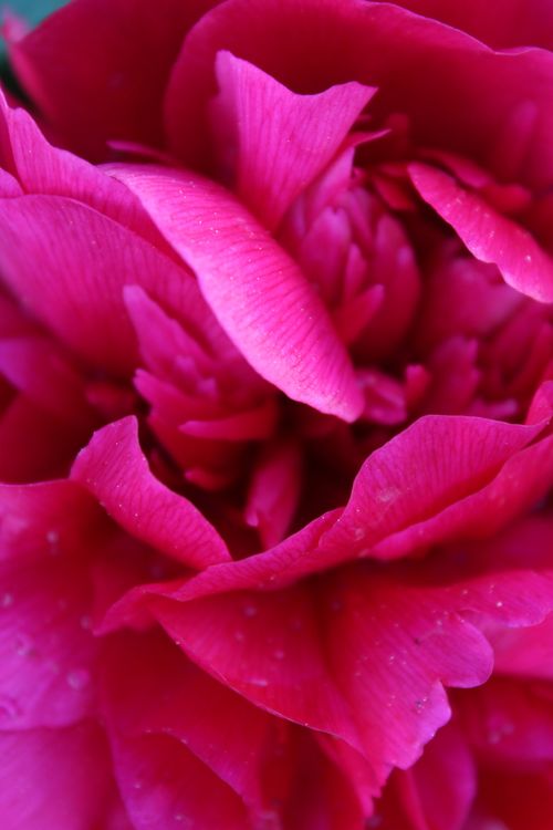Free stock photo of rose Stock Photo