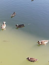 Recipient organic în uz