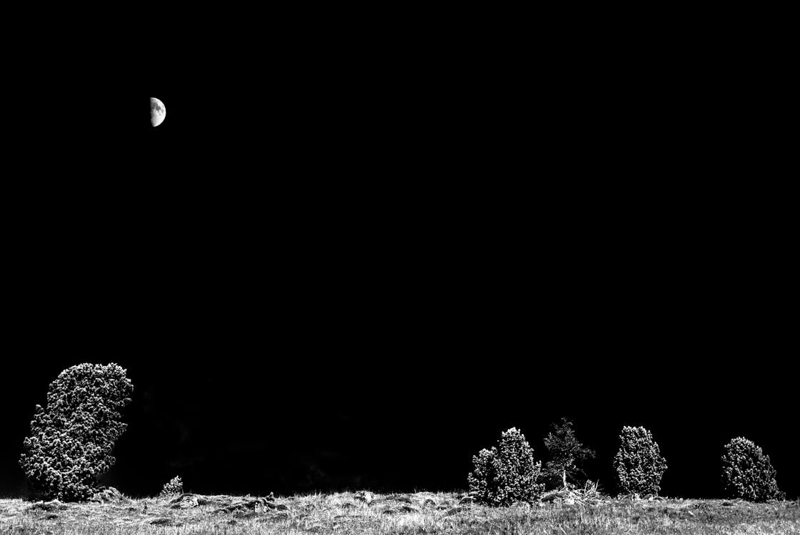 Free Gray Trees and Half Moon Stock Photo