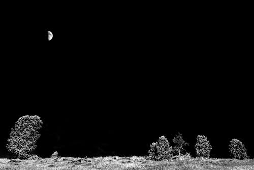 Cây Xám Và Nửa Mặt Trăng