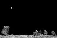 漆黑的天空下，半月黑树静静伫立，夜色一片宁静