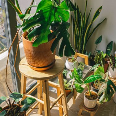 Bright indoor garden with monstera and assorted potted plants