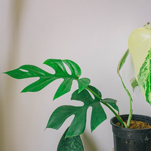 Fotobanka s bezplatnými fotkami na tému črepník, listy, monstera