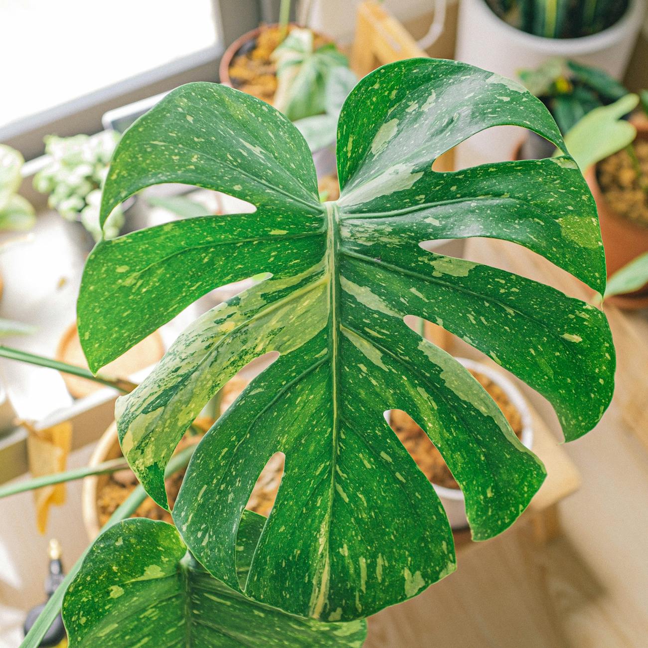 Monstera Deliciosa Variegata