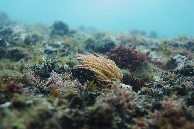 Amazing Undersea World With Plants