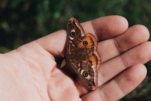 Free Brown and White Butterfly on Person's Hand Stock Photo
