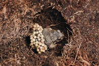 From above of male Midwife toad frog or Alytes obstetricans with fertilized eggs on back sitting on ground in nature