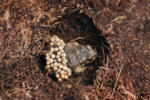 From above of male Midwife toad frog or Alytes obstetricans with fertilized eggs on back sitting on ground in nature