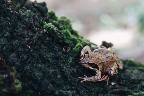 Free A close-up shot of a frog resting on a moss-covered tree trunk, showcasing its natural habitat. Stock Photo
