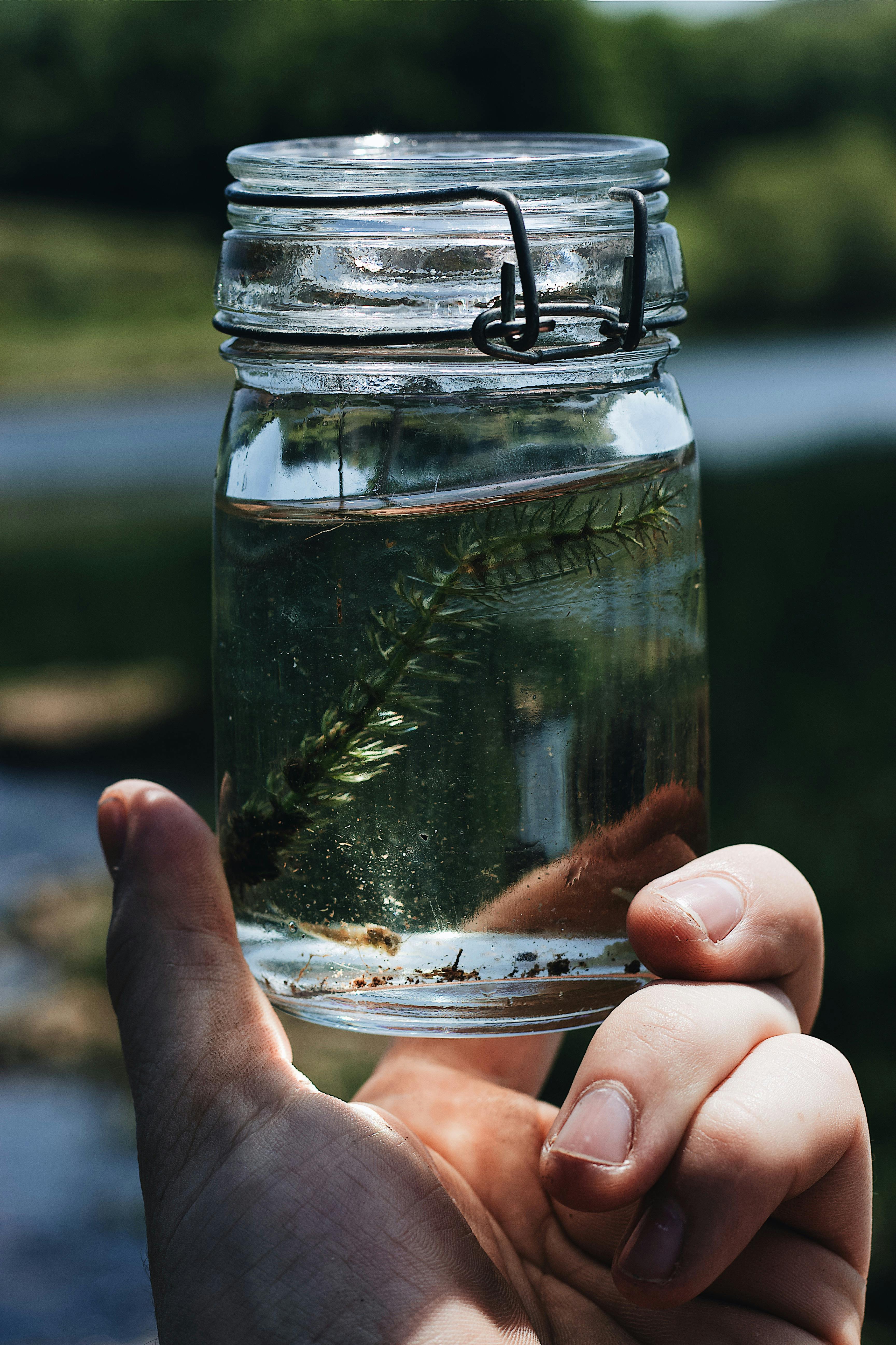 Green aquatic plant in glass jar with water · Free Stock Photo