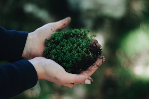 Crop unrecognizable person holding handful of green moss with soil against blurred natural background