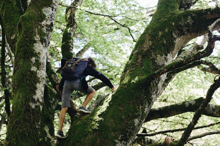 Man Climbing On Tree With Moss