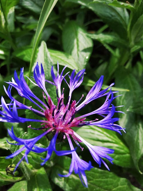 Gratuit Imagine de stoc gratuită din centrale, floare, floare frumoasa Fotografie de stoc